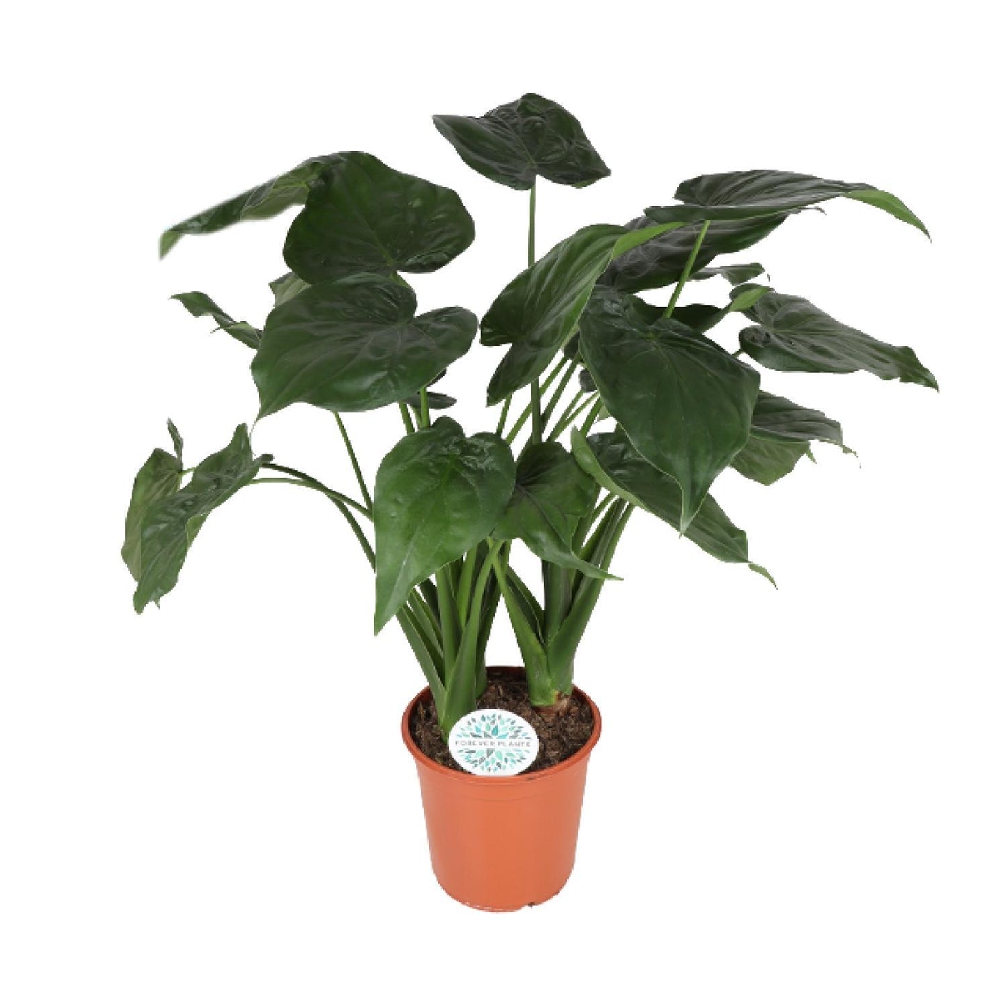 Alocasia Cucullata