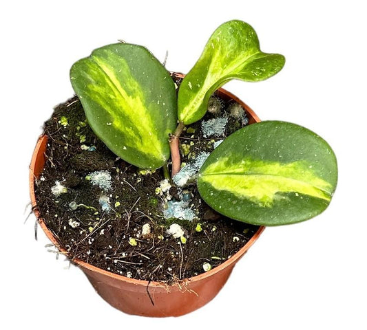 Hoya Obovata Variegata