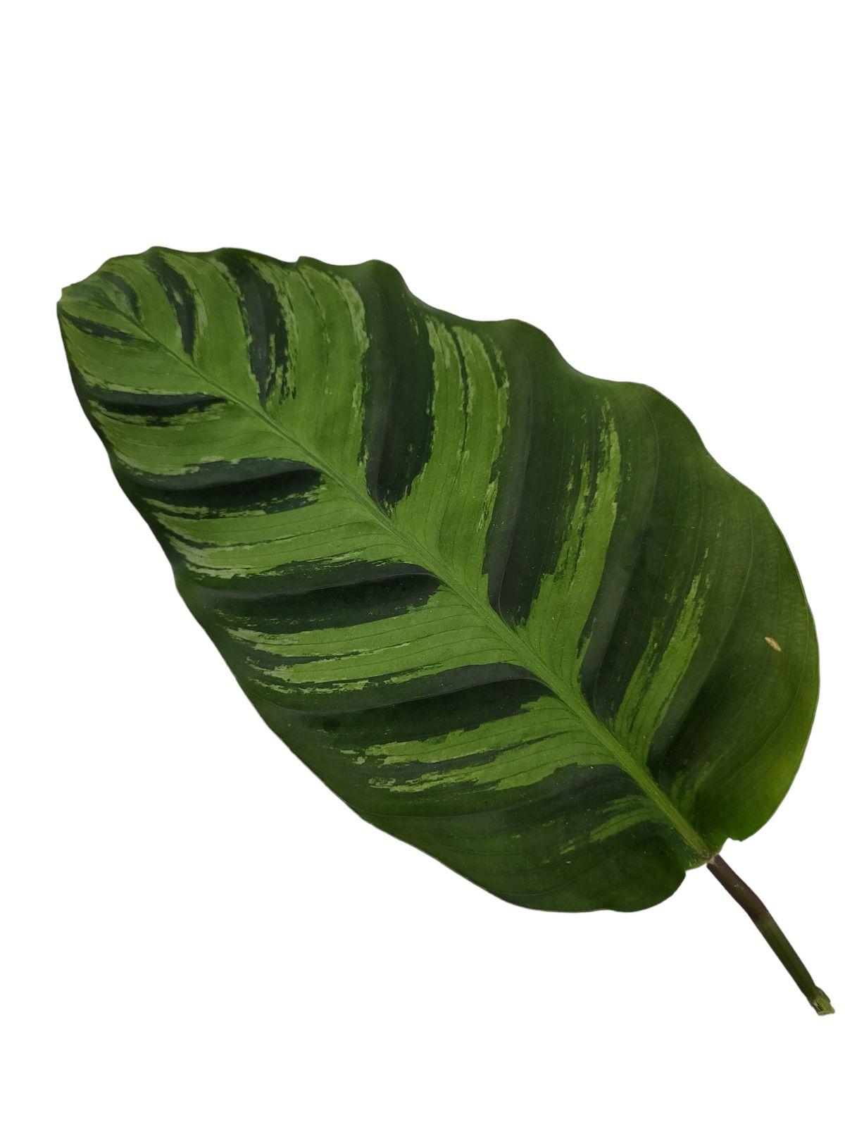 Calathea Greenstar