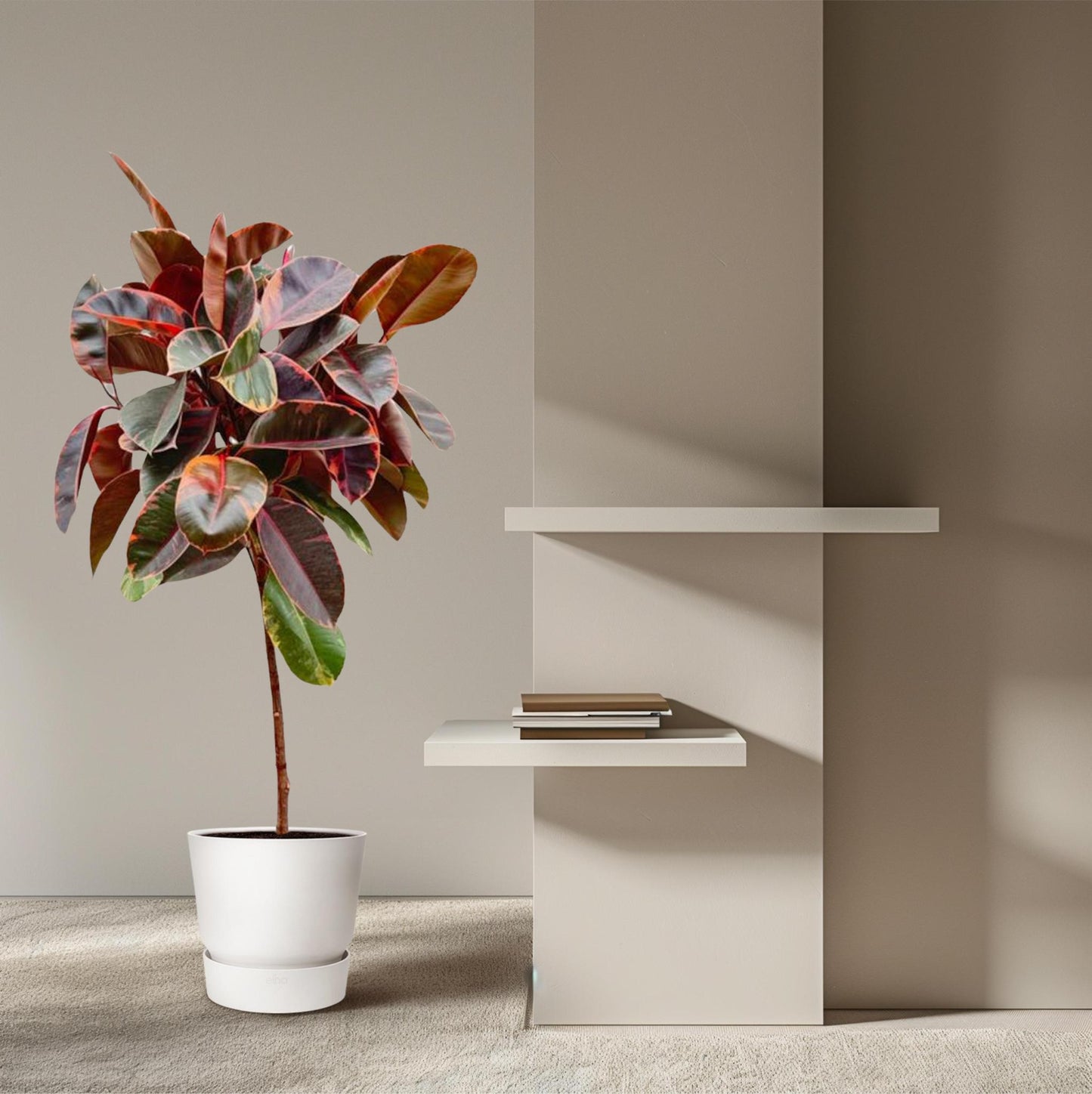 Ficus Elastica Belize op stam