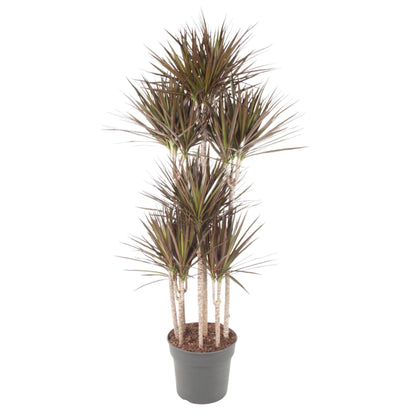 Dracaena Magenta Carrousel