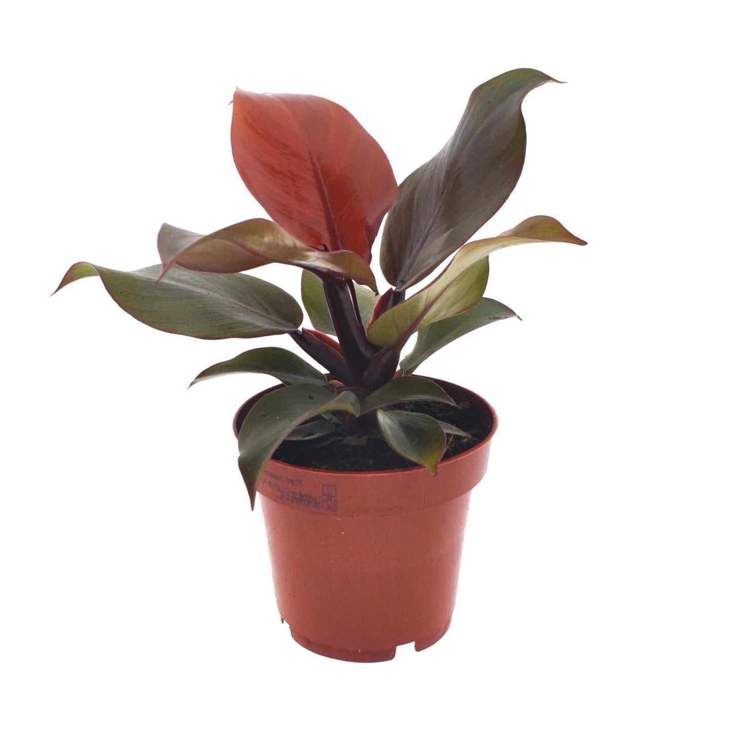 Philodendron Imperial Red