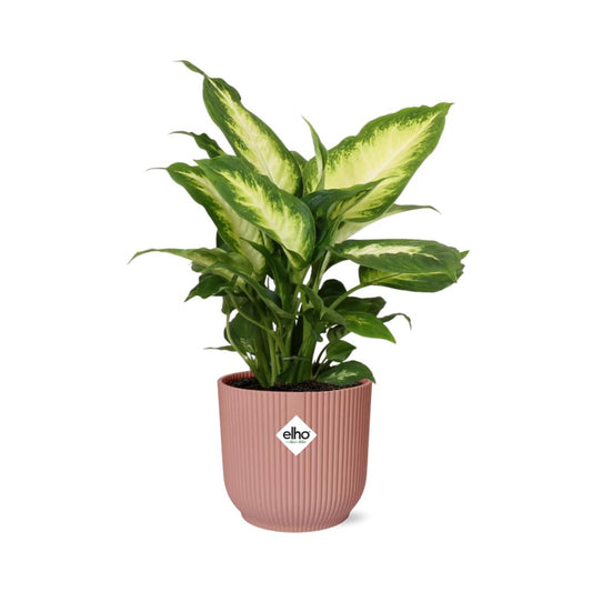 Dieffenbachia ‘Camilla’ in ELHO Vibes Fold