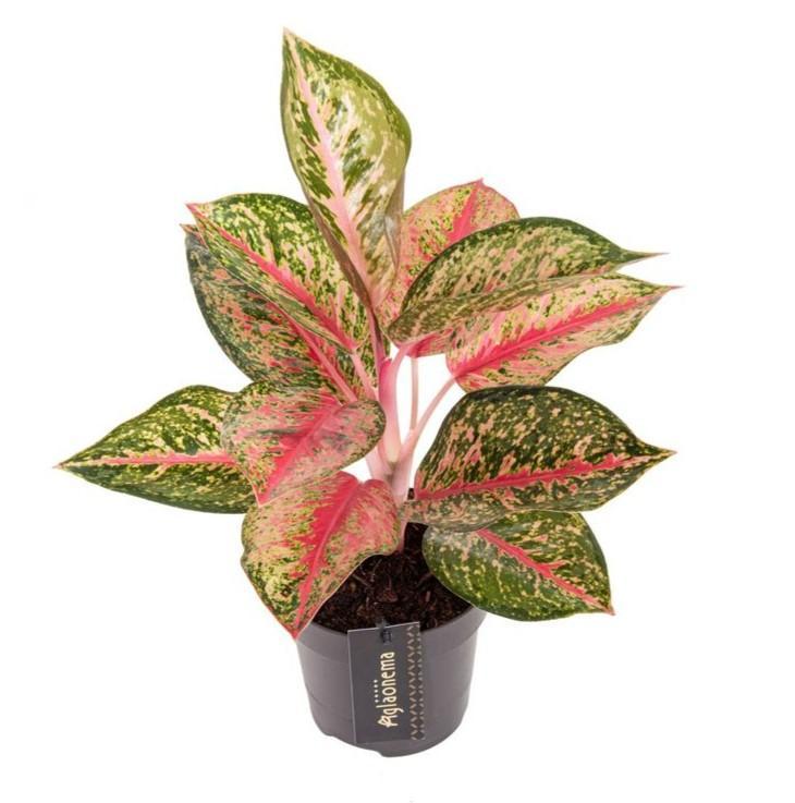 Aglaonema Paradise Red