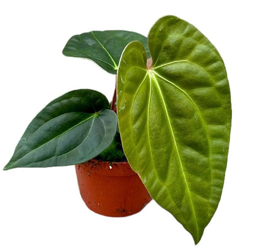 Anthurium Regale x Luxurians