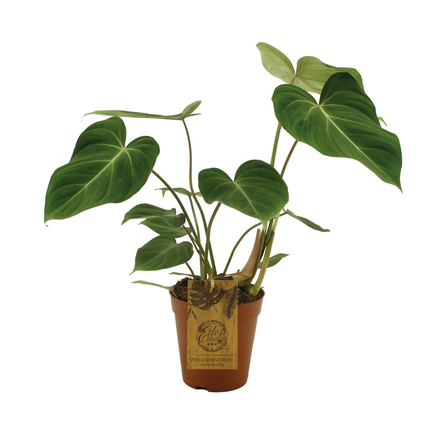 Philodendron Gloriosum