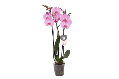 Phalaenopsis Elion