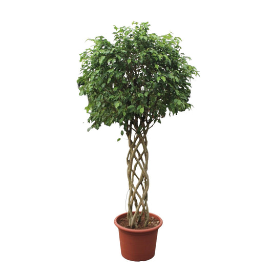 Ficus Benjamina Exotica, geflochtener Stamm