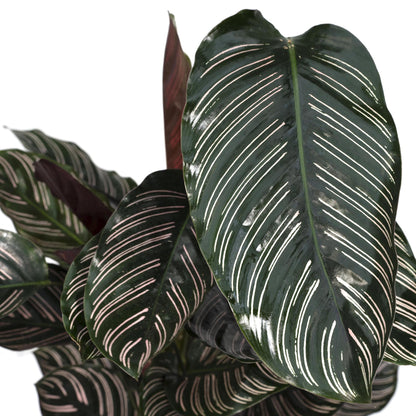 Calathea Ornata