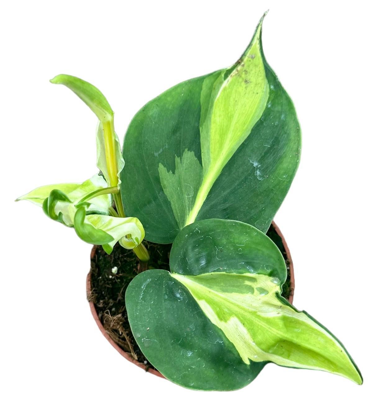 Philodendron Cream Splash