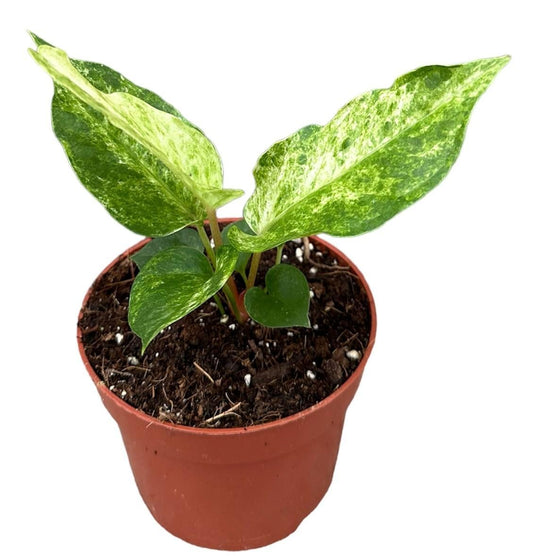 Anthurium Bonplandii Variegata