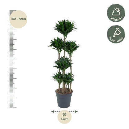 Dracaena Compacta Carrousel