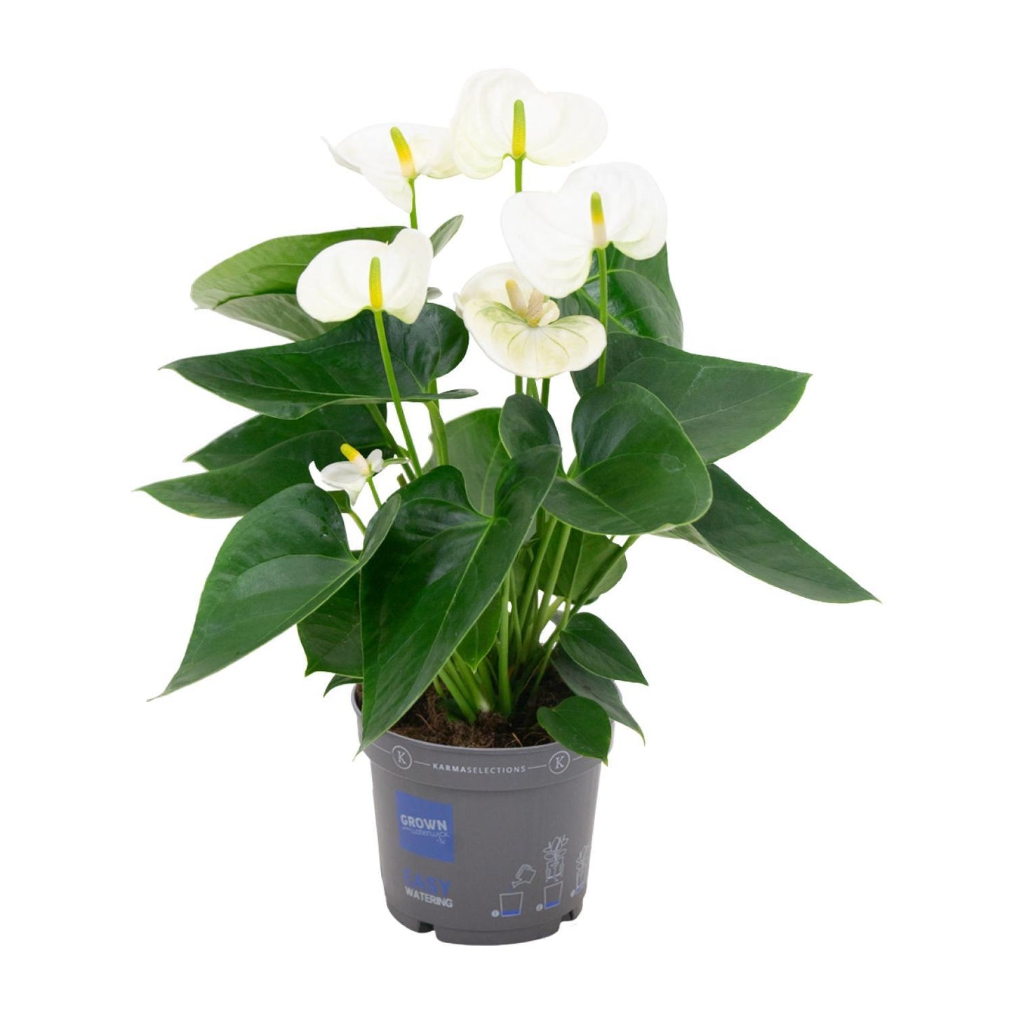 Anthurium White