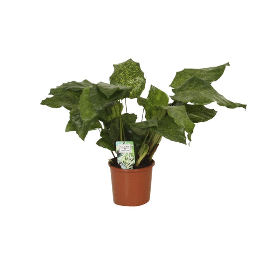 Calathea Network - Pauwenplant