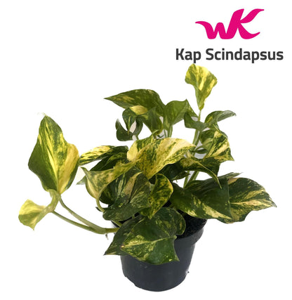 Scindapsus (Epipremnum) N'joy Gold