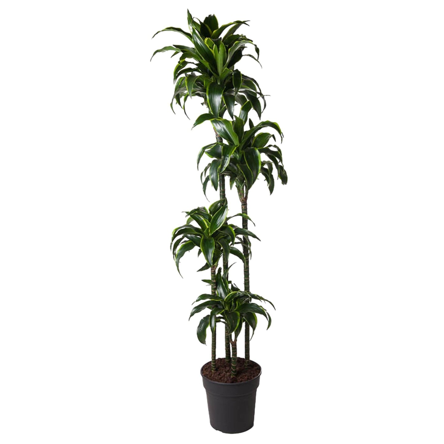 Dracaena Dorado