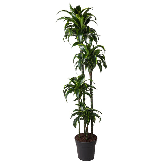 Dracaena Dorado