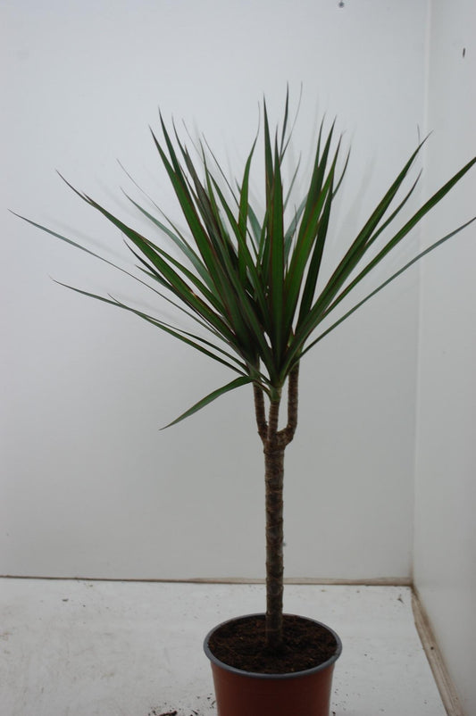 Dracaena Marginata