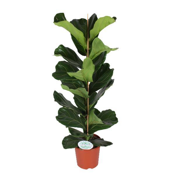 Ficus Lyrata