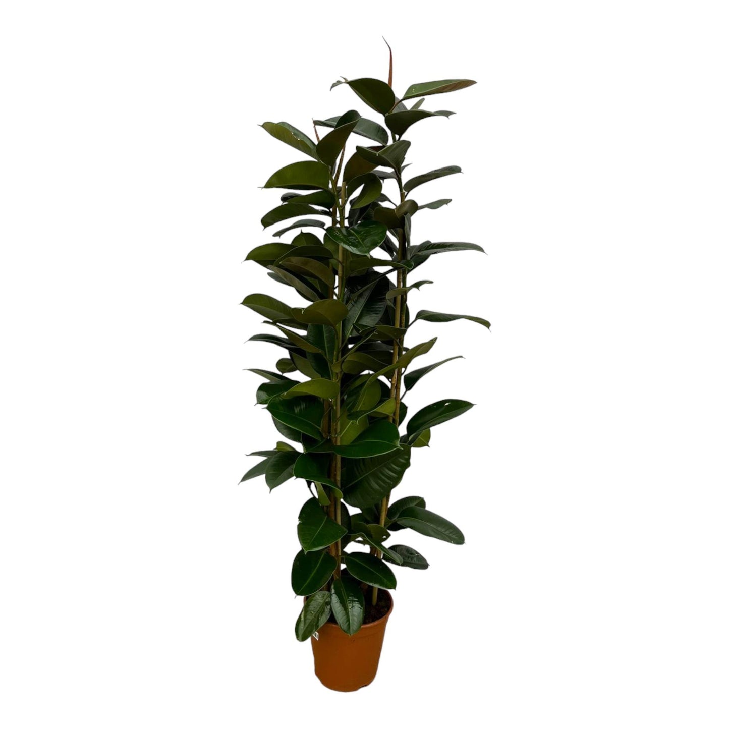 Ficus Elastica Robusta