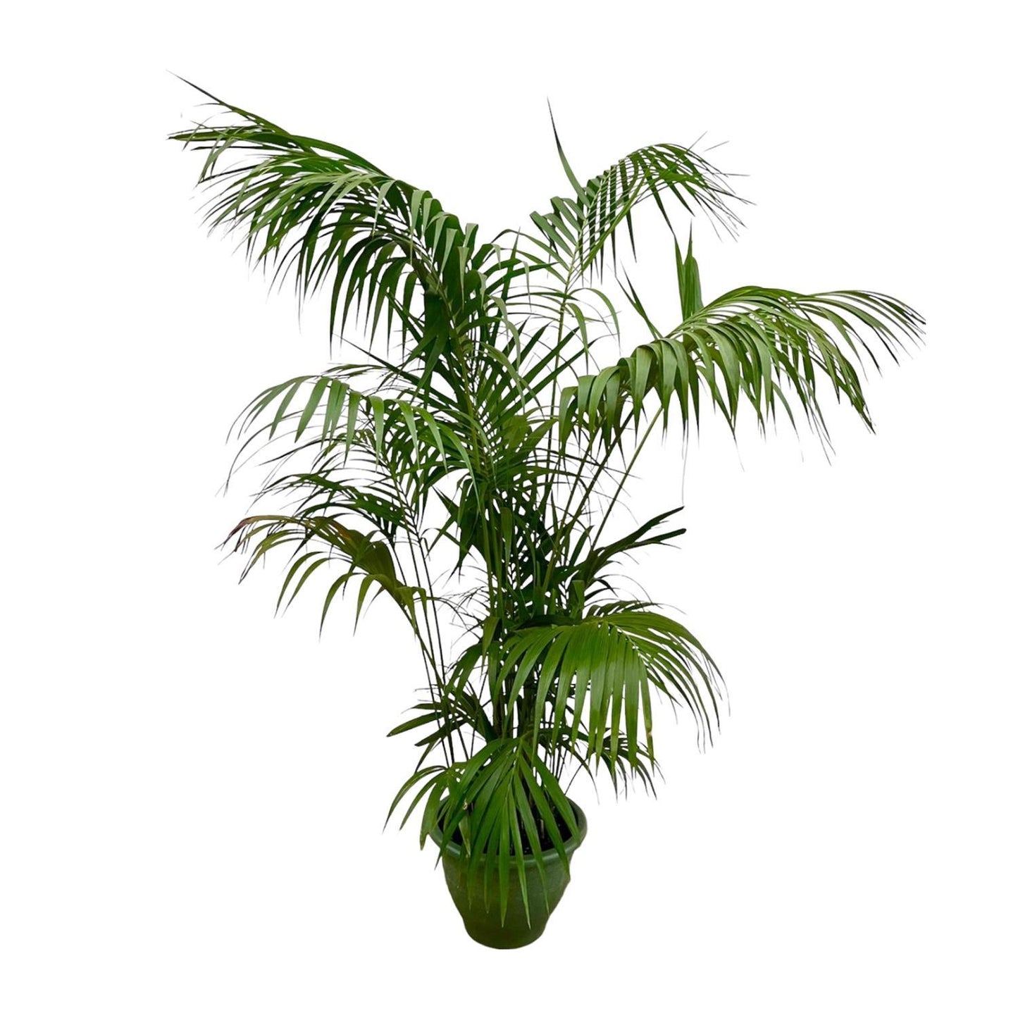 Kentia Palm XXL