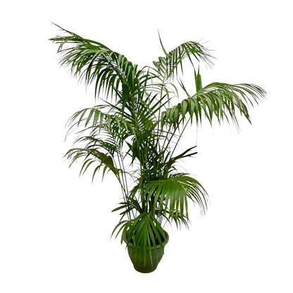 Kentia Palm XXL