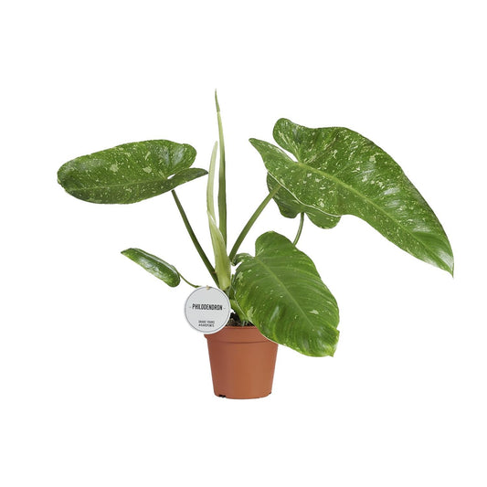 Philodendron Jose Buono