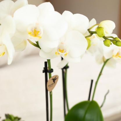 Kolibri Orchids - weiße Phalaenopsis-Orchidee - Amabilis