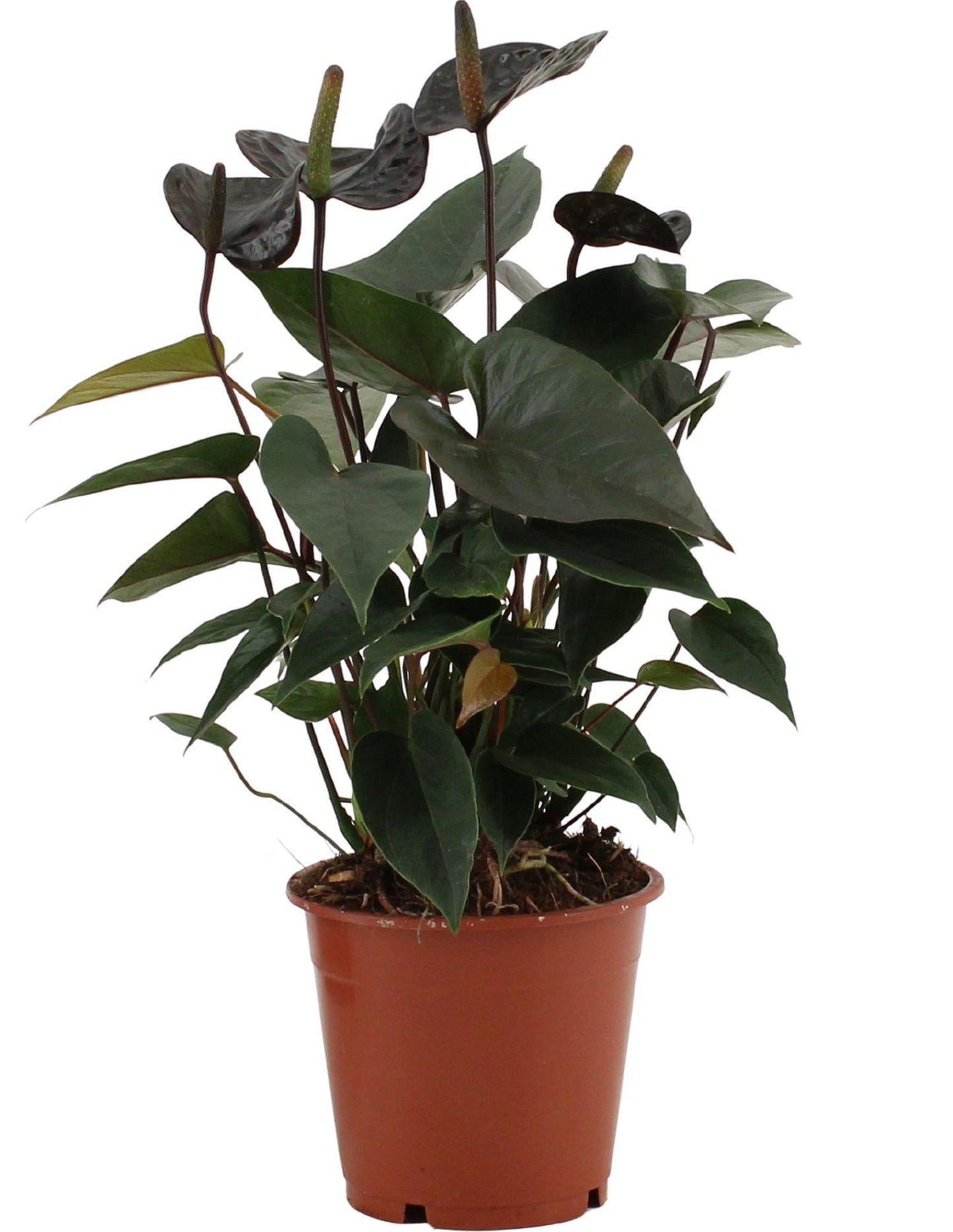 Anthurium Black Love