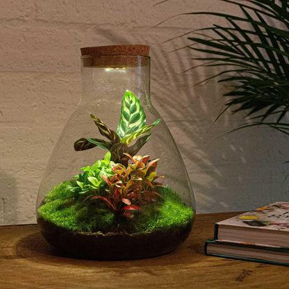 Flaschengarten - Sam Calathea mit Lampe - Rechen + Schaufel