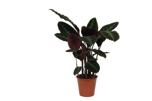 Calathea Warscewiczii