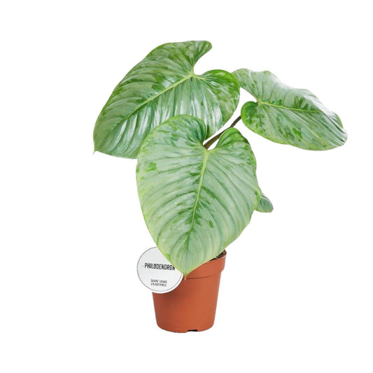 Philodendron Sodiroi