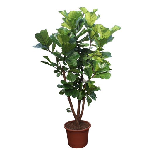 Ficus Lyrata