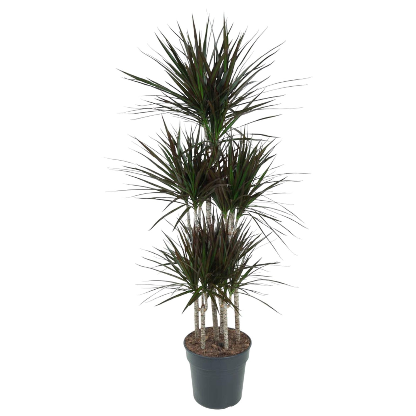 Dracaena Magenta Carrousel