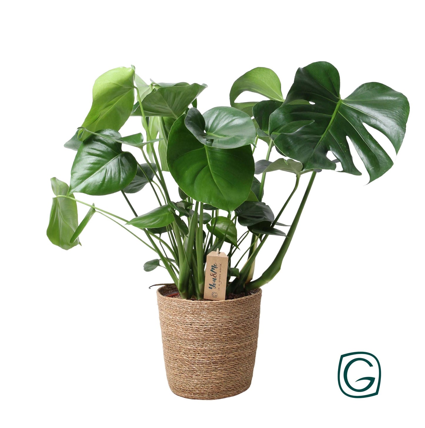 Monstera in Natur Korb