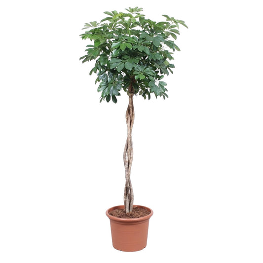 Schefflera Arboricola Compacta geflochtener Stamm