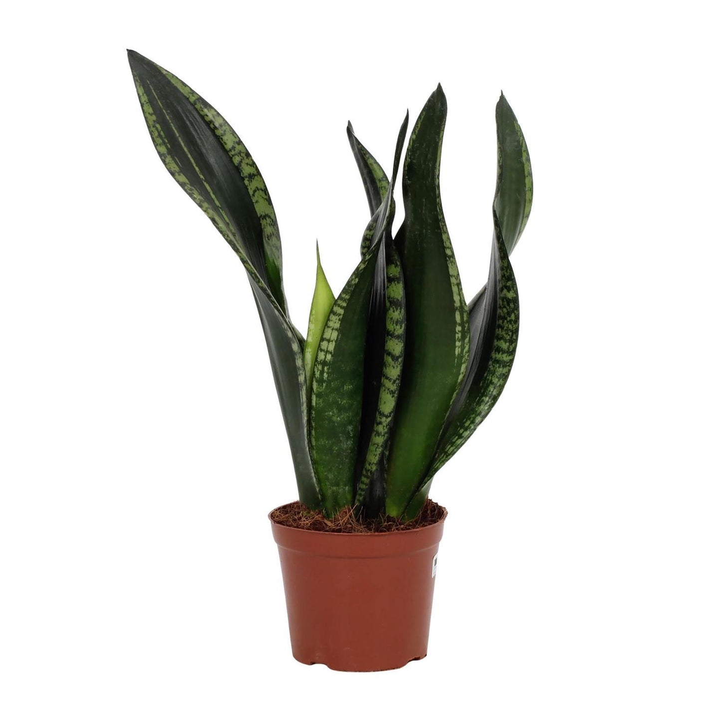 Sansevieria Whitney