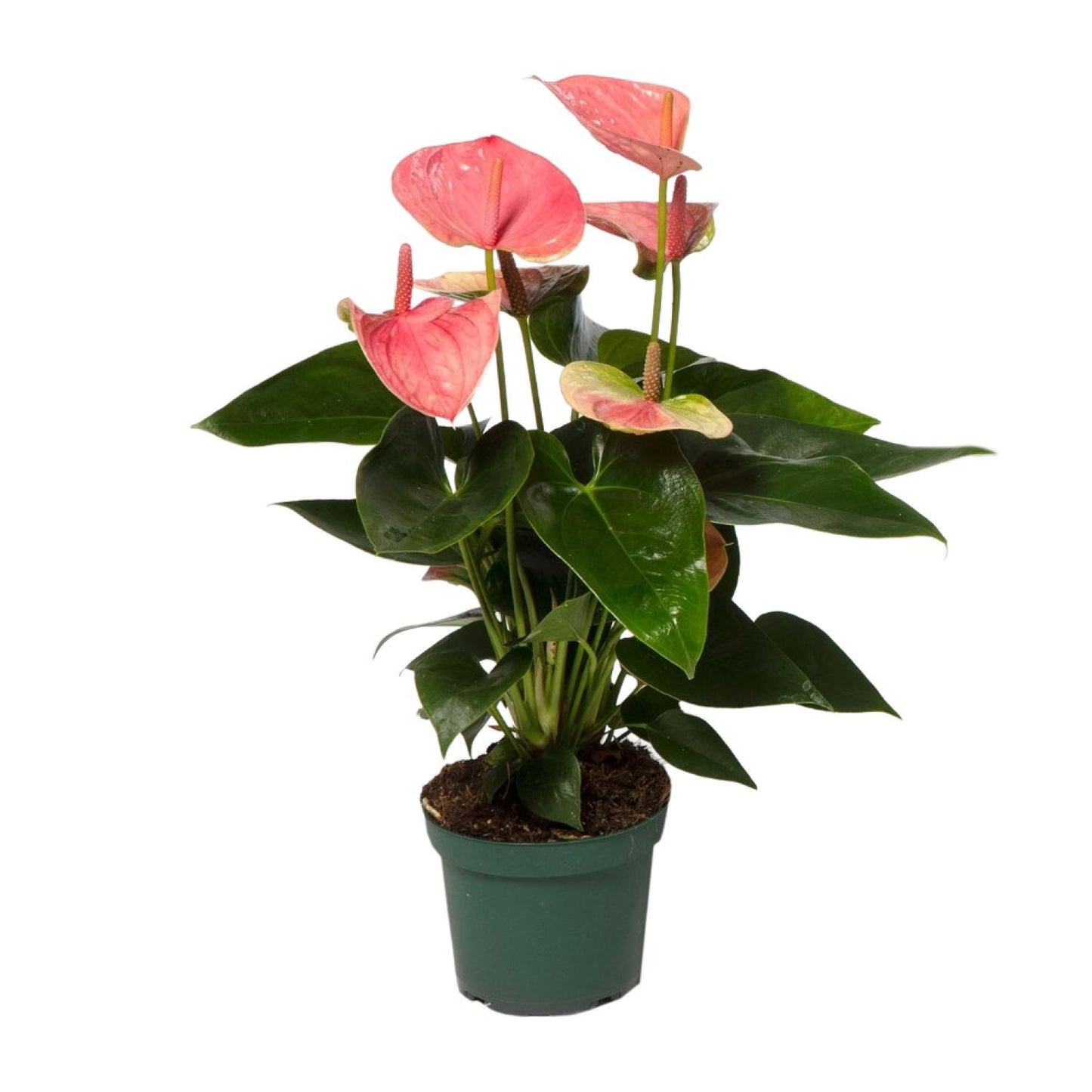 Anthurium Sweet Dream