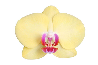 Phalaenopsis Lime Light