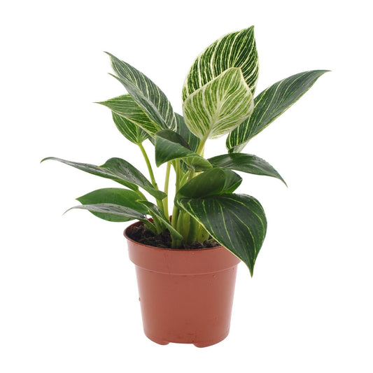 Philodendron White Wave