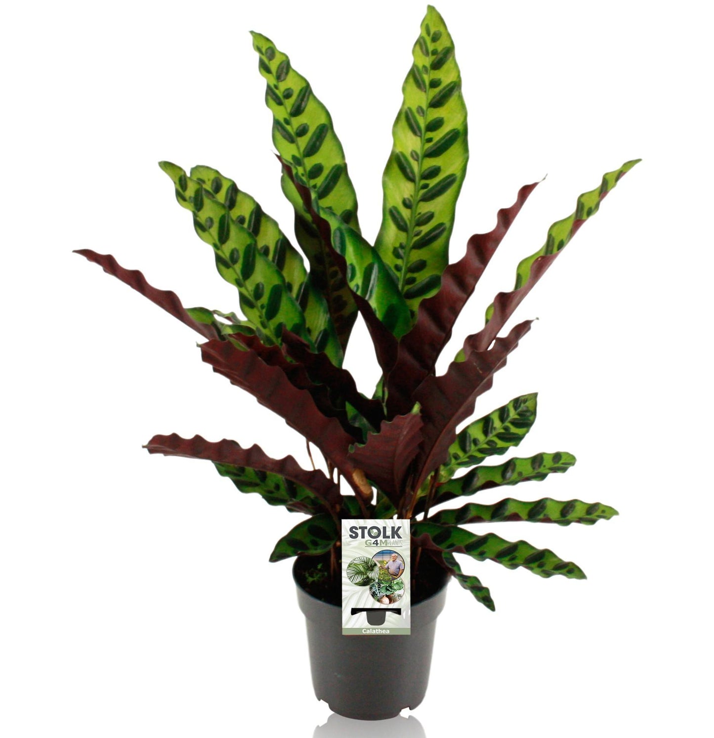 Calathea Lancifolia Insignis