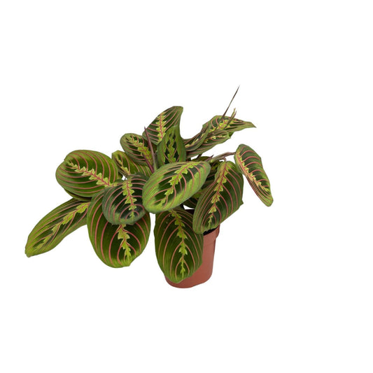 Maranta Fascinator (Arrowroot)