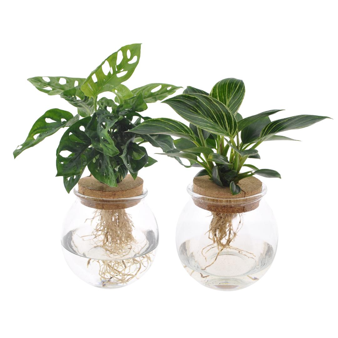 Bolglas Duo Monstera Adansonii/White Wave - 2 Stück