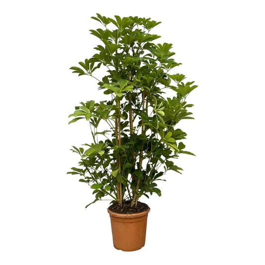 Schefflera Luseana