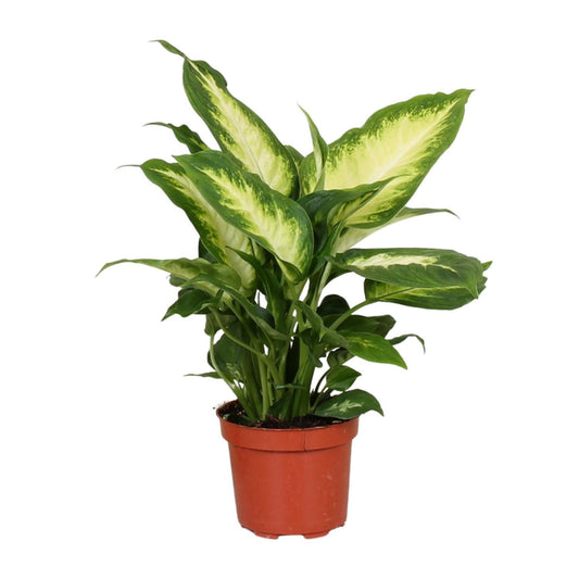 Dieffenbachia Camilla