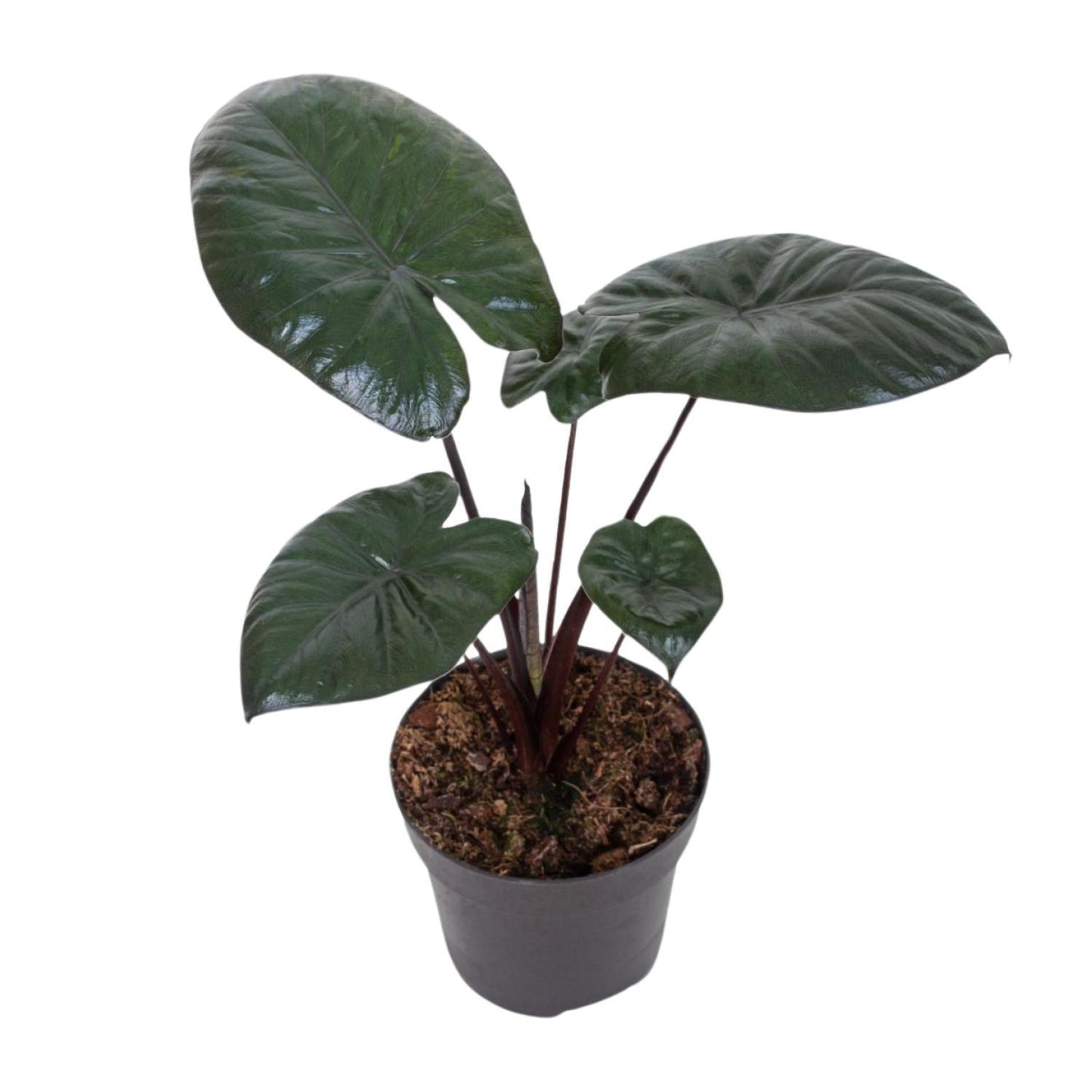 Alocasia Chocolate Green