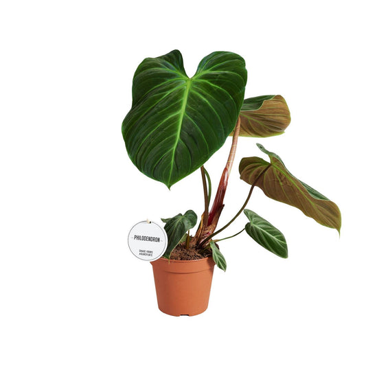 Philodendron El Choco Red