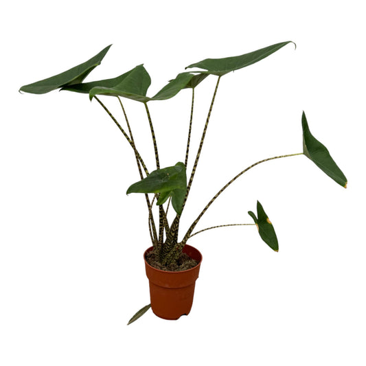 Alocasia Zebrina