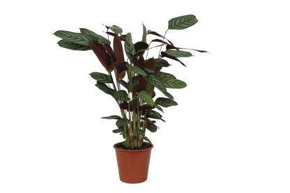 Calathea Compactstar