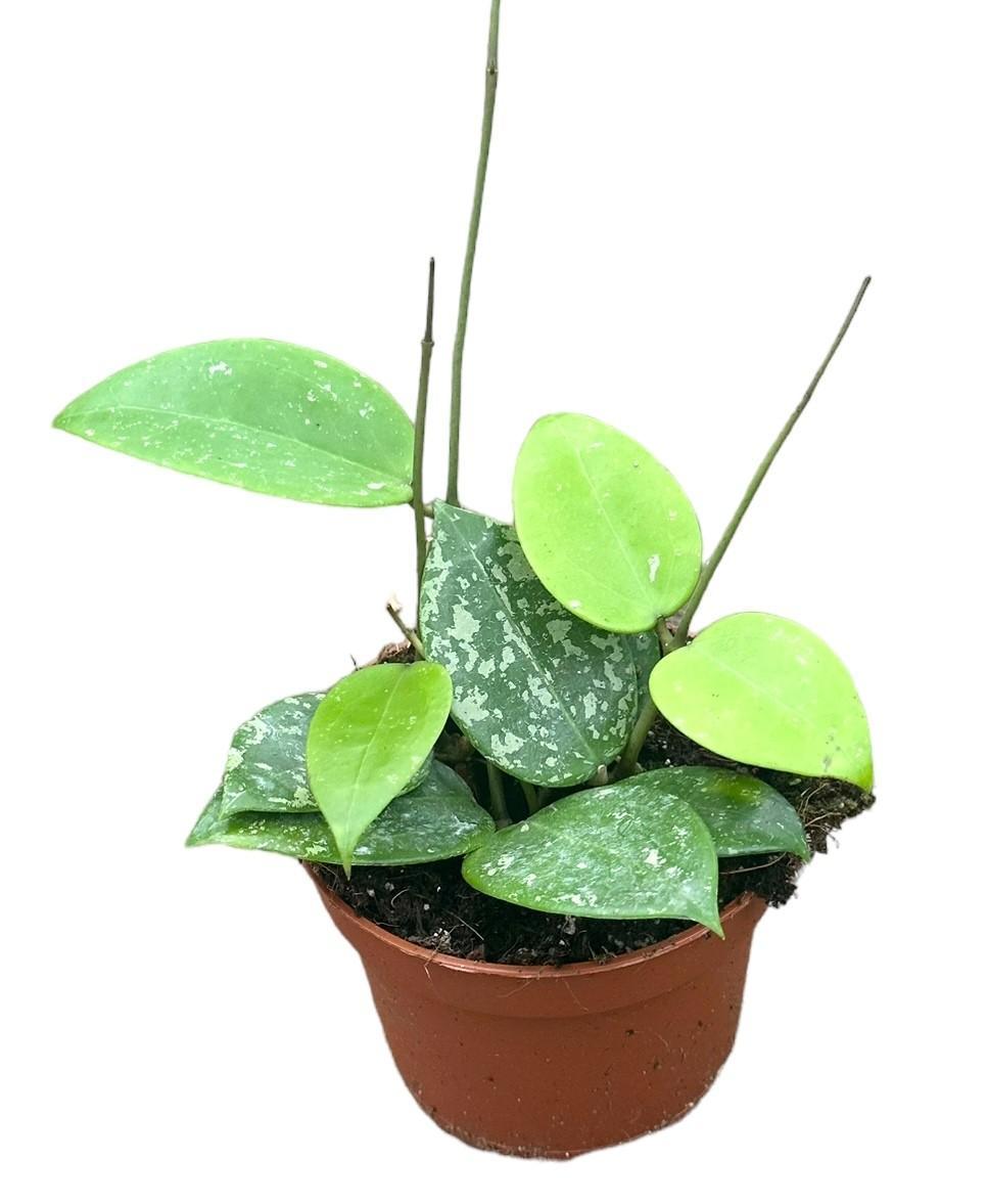 Hoya Parasitica Splash